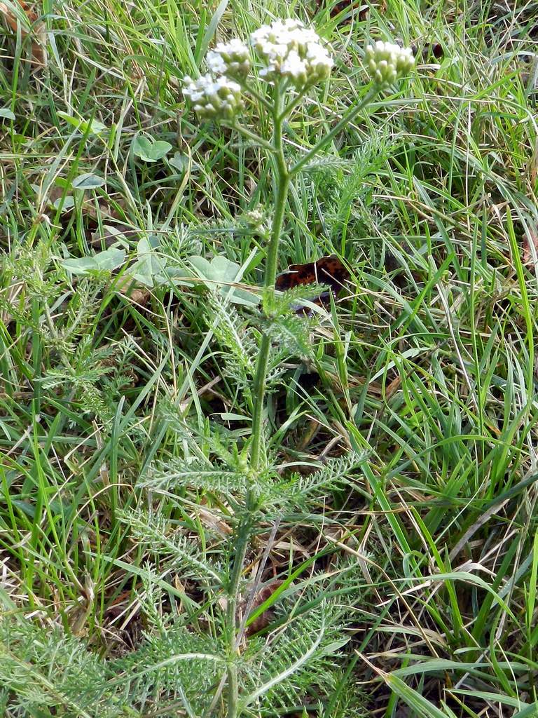 Achillea sp.